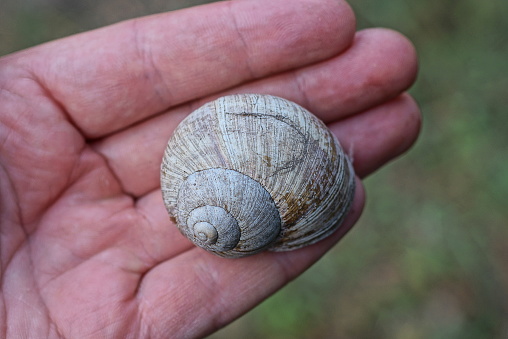 one big gray snail lies on the fingers on the hand on the street