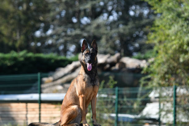 istock Police dog in a morning light 1421631713