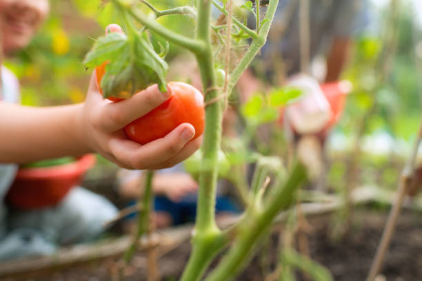 Children with grandfather gather organic tomatoes and cucumbers at a garden