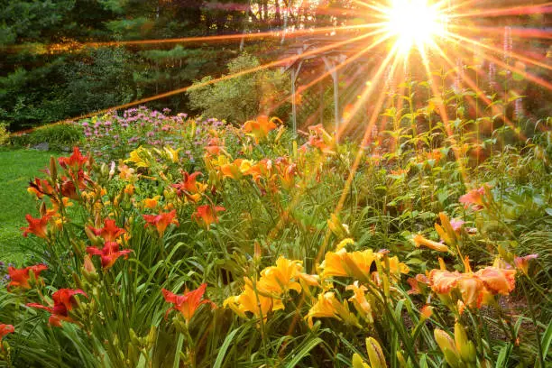 Golden sunbeams. Wooden arbor and perennial garden with colorful daylilies and pink bee balm illuminated by vibrant orange and gold rays of sunlight peeking through trees.