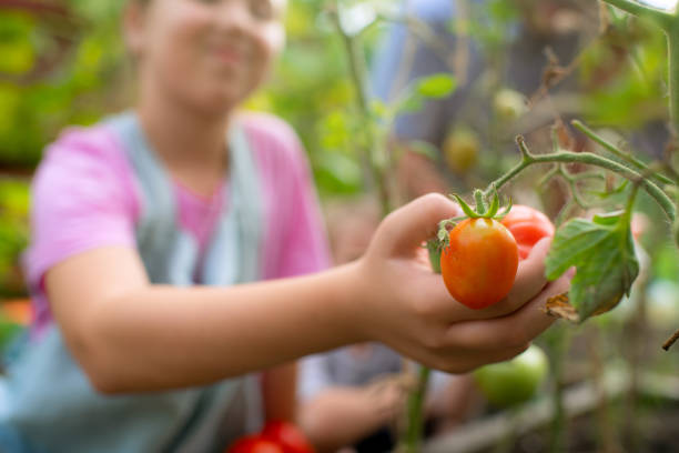 istock Family harvesting home grown vegetables 1421633361