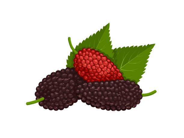 morwy - blackberry fruit mulberry isolated stock illustrations