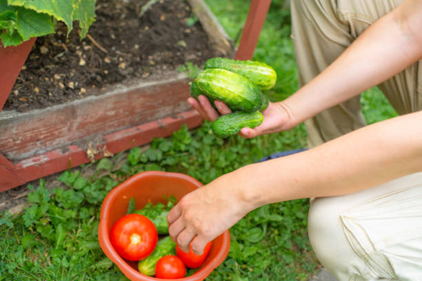 Man gathering organic products in a late summer day at back yard of their house
