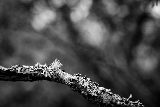 Lichen growing on tree branch in the valley approaching Briksdal Glacier in Norway.