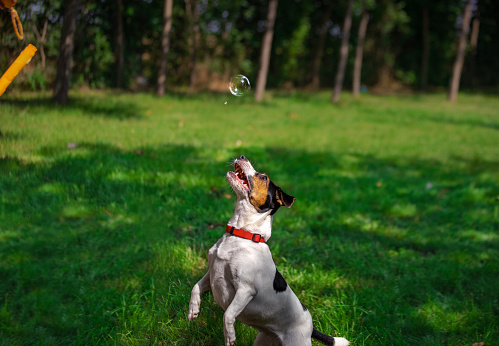 Playful dog playing with his little owner during picnic in public park. Catching soap bubbles is always fun activity and a good way to stimulate your dog, making him happy dog and a good boy.