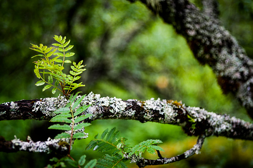 Lichen growing on tree trunks in the valley approaching Briksdal Glacier in Norway.