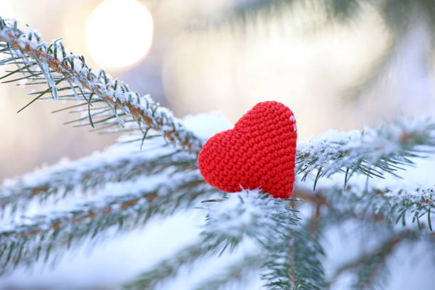 Love heart on fir branches covered with snow and frost on winter sun background stock photo