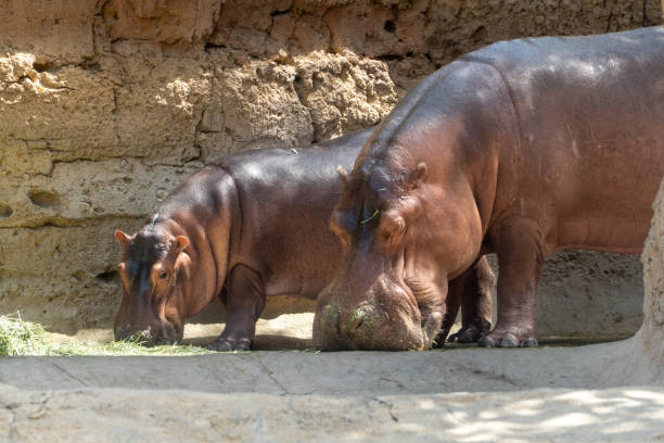 a common hippopotamus (hippopotamus amphibius) close up of head next to baby - sub saharan africa imagens e fotografias de stock