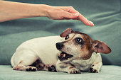 Pregnant female dog Jack Russell terrier growls to person hand.