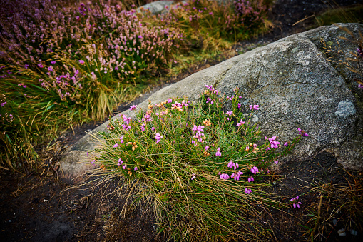 Typical nature found in the mountains south to Dublin. Close-up of plants in the mountains.