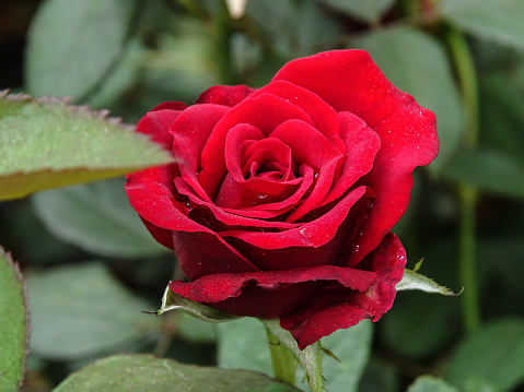 750+ Single Rose Pictures | Download Free Images on Unsplash