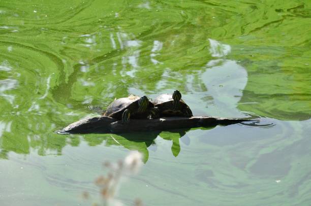 istock Turtles resting in the sun 1421637370