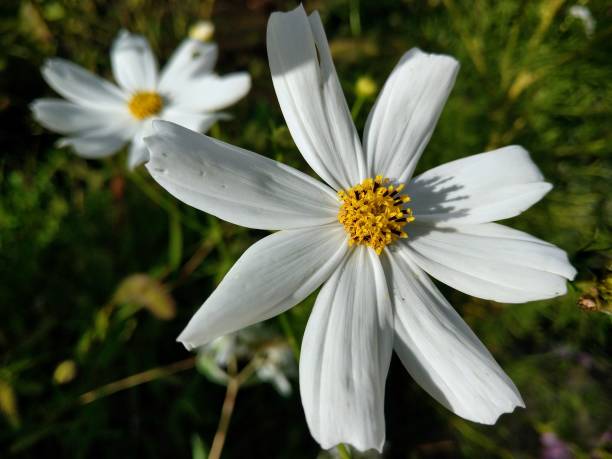 istock White petaled Cosmos flowers 1421637587