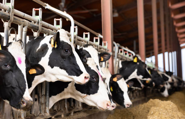 istock Farm cowshed with milking cows eating hay from manger 1421637824