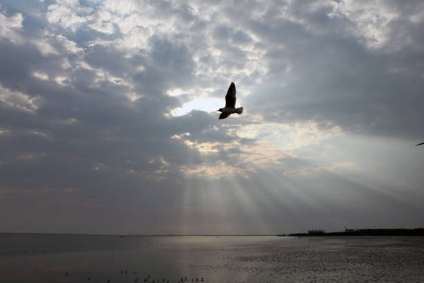 istock A bird flew in the evening sun 1421637858