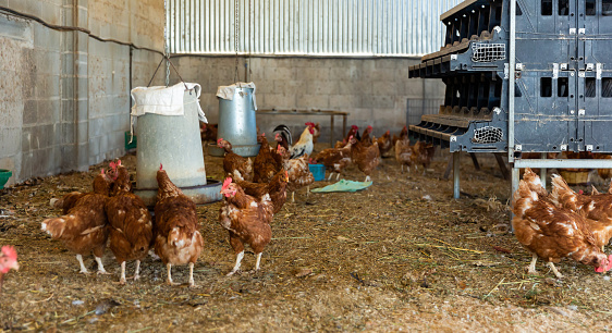 Laying hens drink water from an automatic drinker in a chicken coop