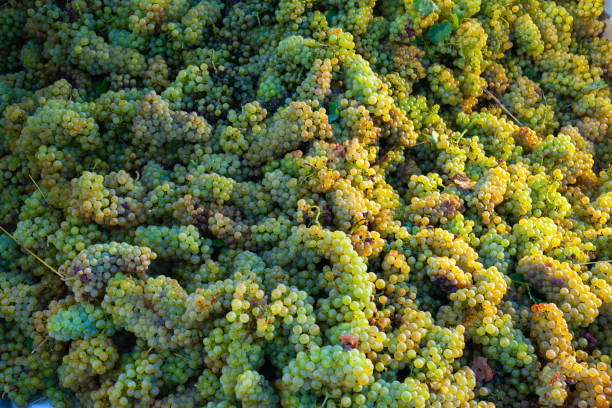 Heap of bunches of fresh ripe white grapes. Natural food background