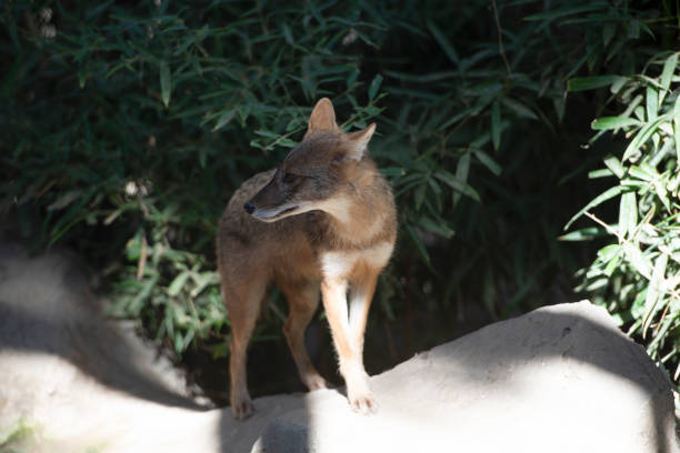 Jackal near wild beast predator