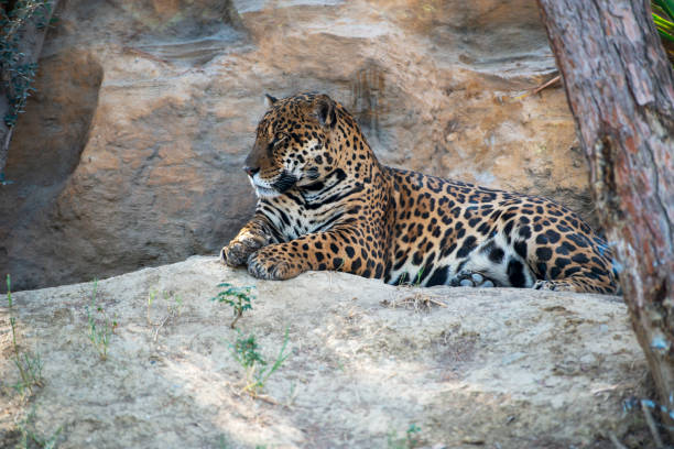 istock Leopard is resting on a rock after hunting, you can rest 1421639730