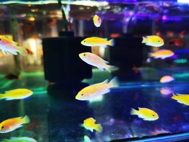 istock yellow fish in the aquarium 1421640359