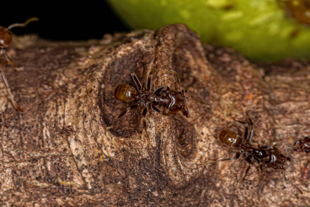 istock Adult Cecropia Ants 1421642178