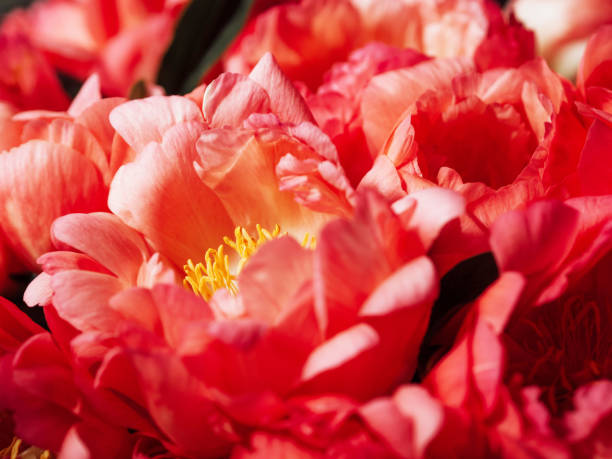 Coral peony flowers background close up stock photo