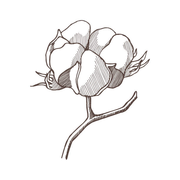 хлопковая ветка с цветком. графический хлопок на белом фоне. - cotton flower white background white stock illustrations