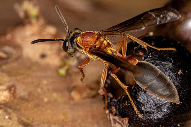 istock Adult Long-waisted Honey Wasp 1421644245