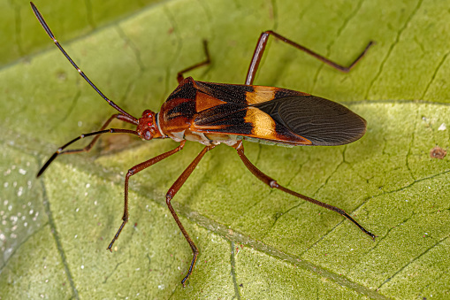 Adult Leaf-footed Bug of the Species Hypselonotus interruptus
