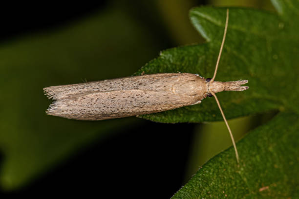 istock Adult Grass-veneer moth 1421644621