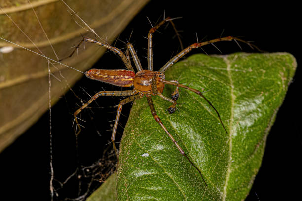 istock Adult Male Lynx Spider 1421645042