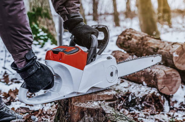 istock Lumberjack saws tree with a chainsaw in the forest 1421645381