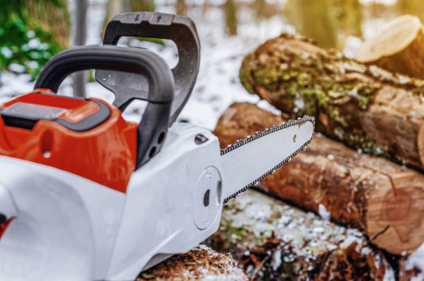 istock Lumberjack saws tree with a chainsaw in the forest 1421645390