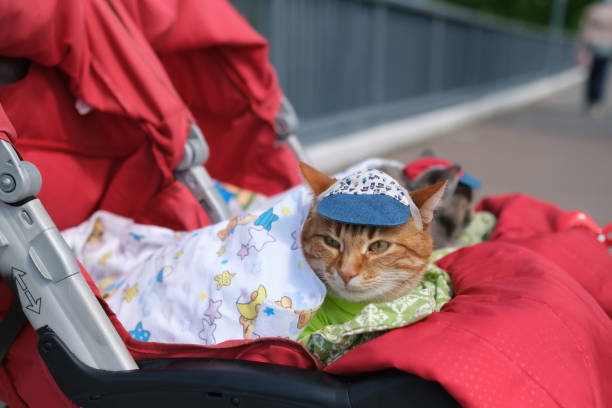 istock Cat in a stroller on a trip dressed in clothes 1421646526