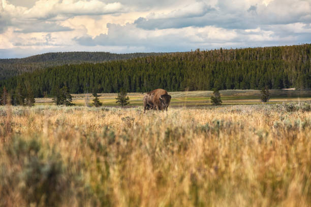 istock Bison of Yellowstone 1421647927