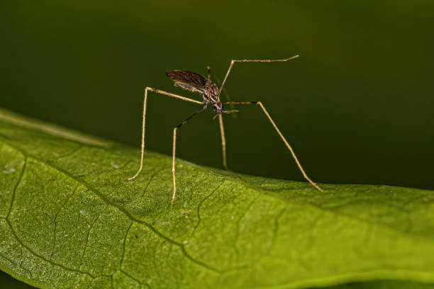 istock Small Adult Nematoceran Fly 1421648732