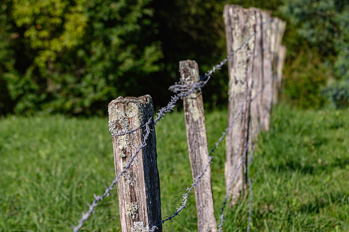 Foreground a wooden post and with barbed wire part of a part of a fence of a farm, in the background several more sticks out of focus in the green field and wild flowers and forest in midsummer