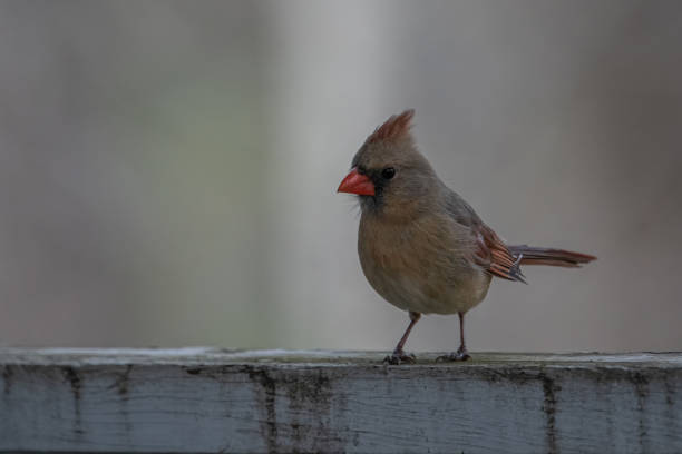 istock Female Cardinal on Porch Railing 1421651347