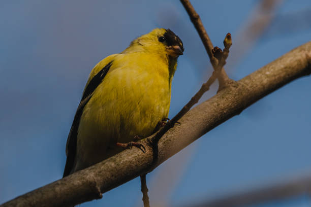 The Lesser Goldfinch (Spinus psaltria) is a very common member of the finch family in parts of the American West.  It frequents open brushy country where there are thickets and trees close to open weedy fields.  Small flocks of Lesser Goldfinches are often found feeding in weedy fields or in streamside trees.  Their diet consists mostly of seeds with some insects.  This Lesser Goldfinch was photographed while perched in a tree in Flagstaff, Arizona, USA.