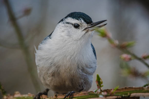 istock Close-up of White-breasted Nuthatch 1421651419