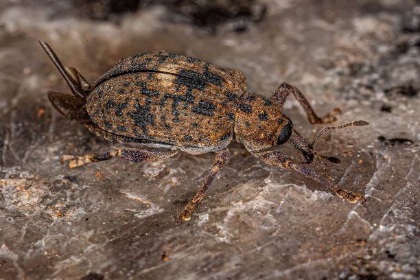 istock Adult Cocoon Weevil 1421652716