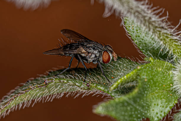 istock Adult Bristle Fly 1421653113