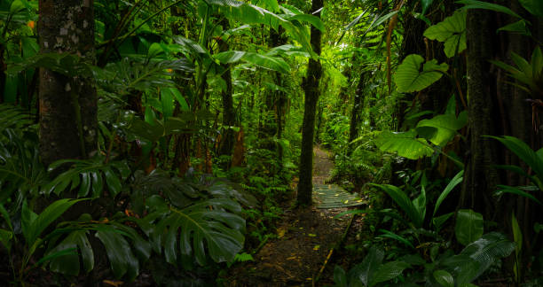 istock Tropical rainforest in Costa Rica 1421653455