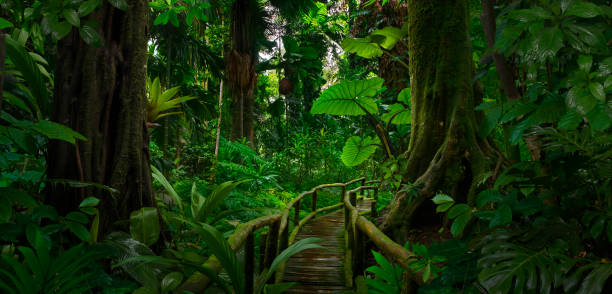istock Tropical rainforest in Costa Rica 1421653456