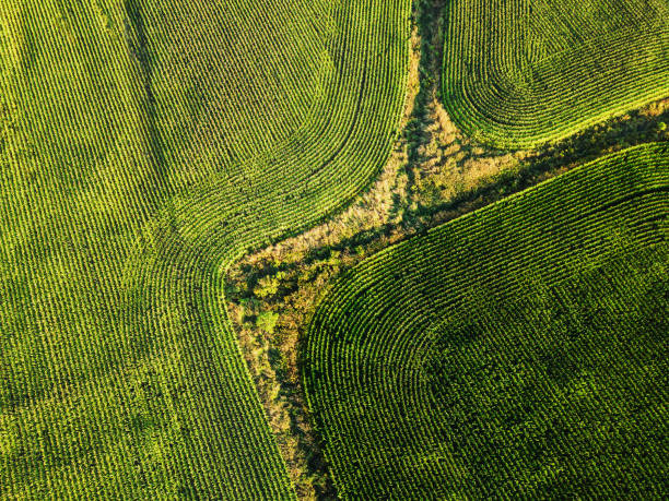 Drone view of corn ready for harvest.