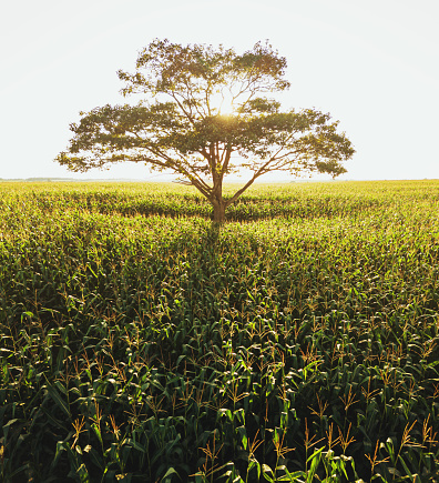 A  single tree is surrounded by a corn field.