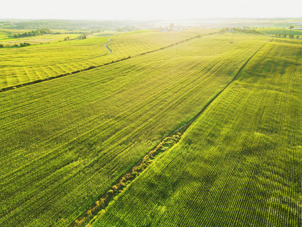 istock Aerial View of Corn Field 1421653626