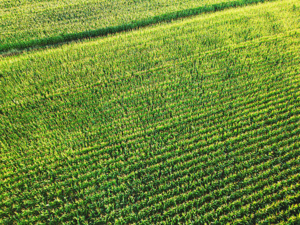 istock Aerial View of Corn Field 1421653631