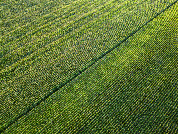 Extensive corn fields, top view. Green farm fields, landscape.