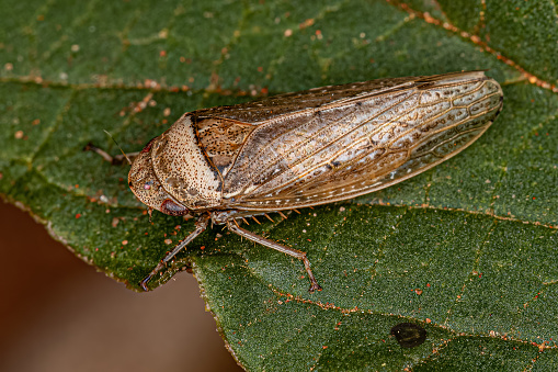 Adult Typical Leafhopper of the species Sordana sordida